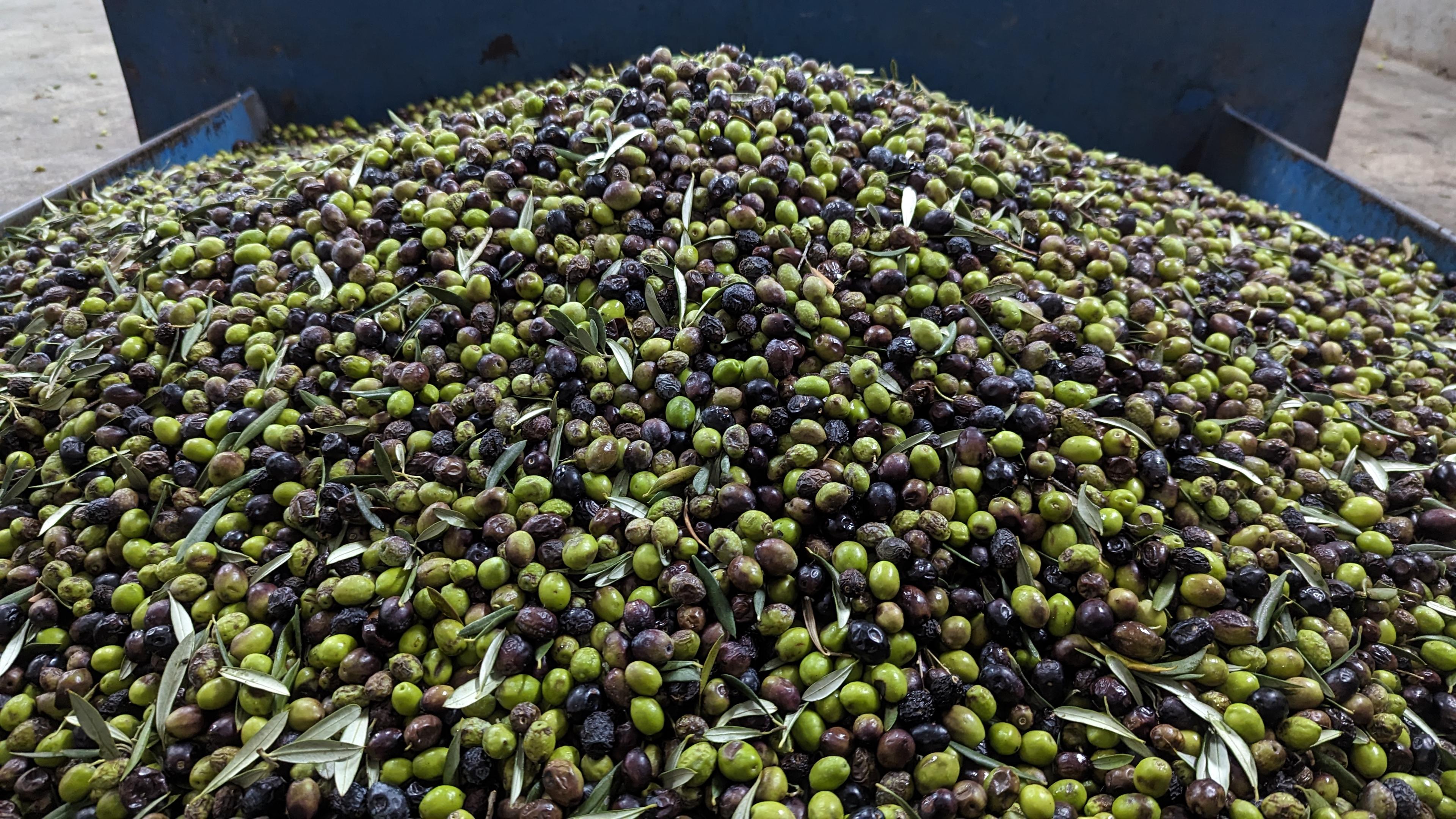 Olives Patrinia